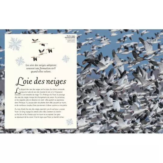 L'anthologie illustrée des oiseaux merveilleux Auzou - Maison Continuum