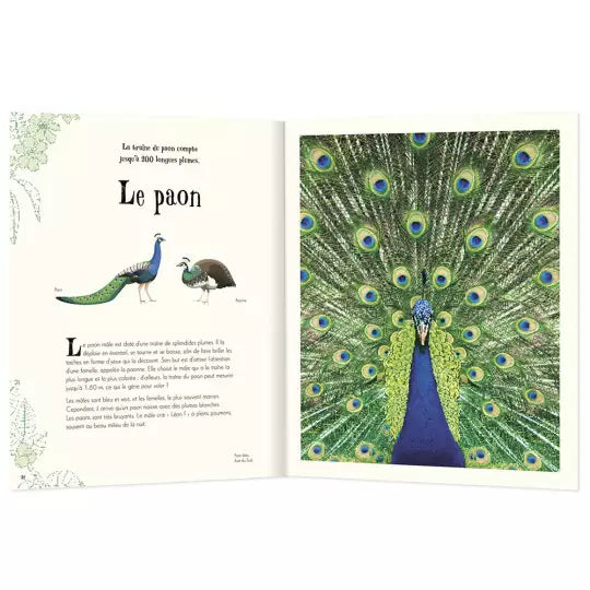 L'anthologie illustree des animaux fascinants Auzou - Maison Continuum